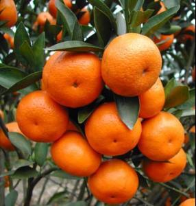 柑橘類種子